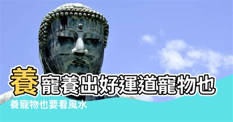 空き瓶 風水 養狗運氣